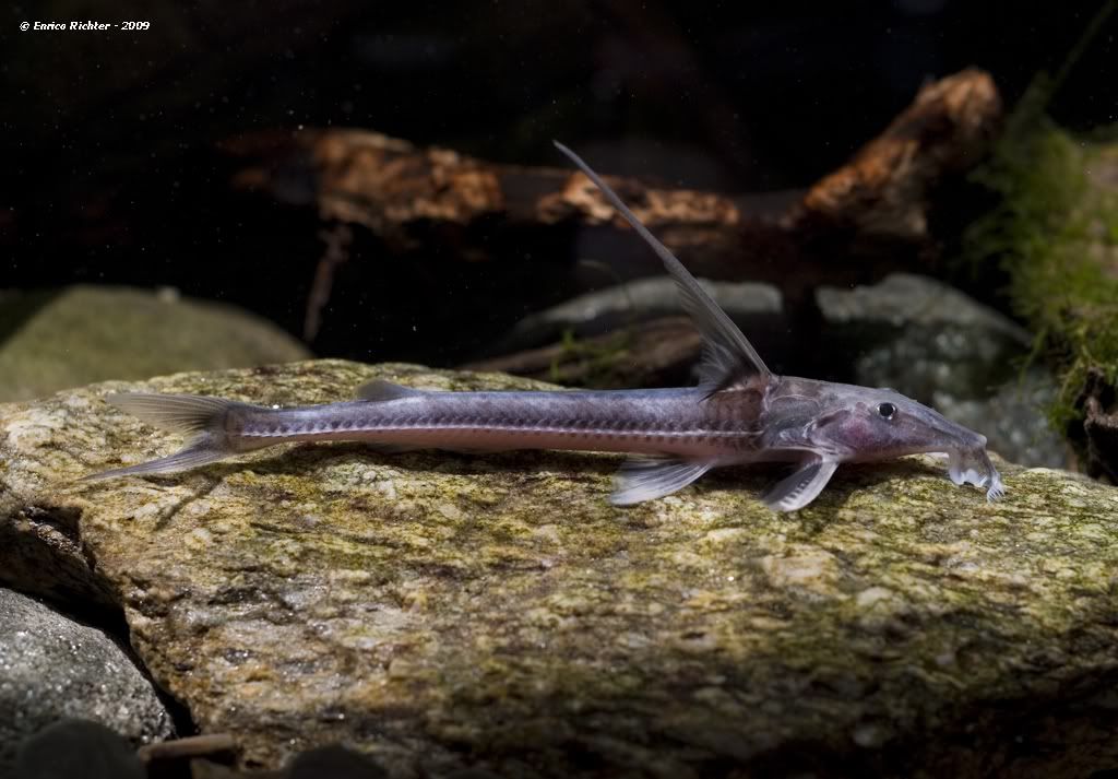 Flut der Welse Aquarienfotografie Cichlidenwelt Forum