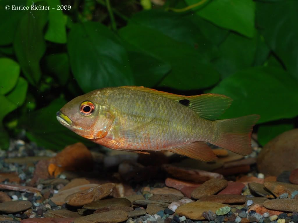 Tilapia Snyderae