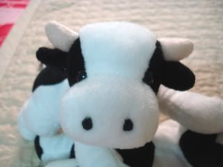 HCM-đg 3 em bò sữa có nhồi bông rất xinh lày- end 23h 11/12/2008 - 2