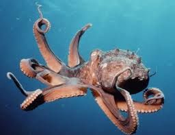 photo octopusreal001_zpsa2e09758.jpg