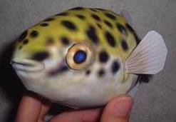 photo puffer fish papercraft via papermau 03a_zpsqw2eibyc.jpg