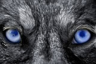 Blue eyed Wolf Pictures, Images and Photos