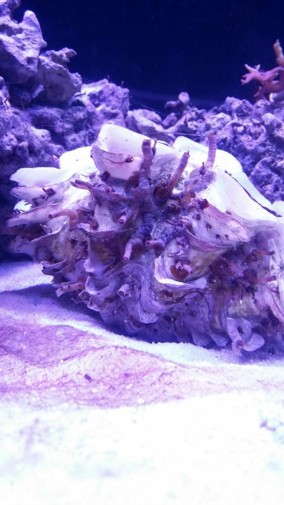 Vermetid Snails Reef Central Online Community