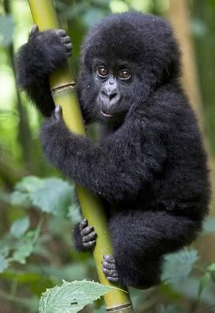 mountaingorillaendangeredbyhumanvio.jpg mountain gorilla (endangered) image by kteimporta_