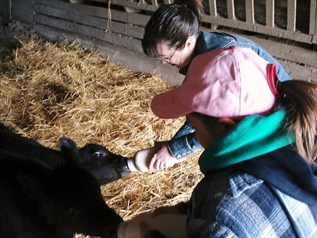 Feeding baby bull calves