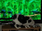 th_morecats011.jpg