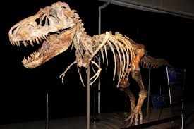 photo Papercraft T-Rex Skeleton via Papermau by 01_zpsqsqfpv2e.jpg